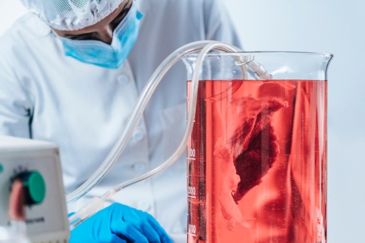 Utför processen för bioteknik på rött kött i laboratoriet