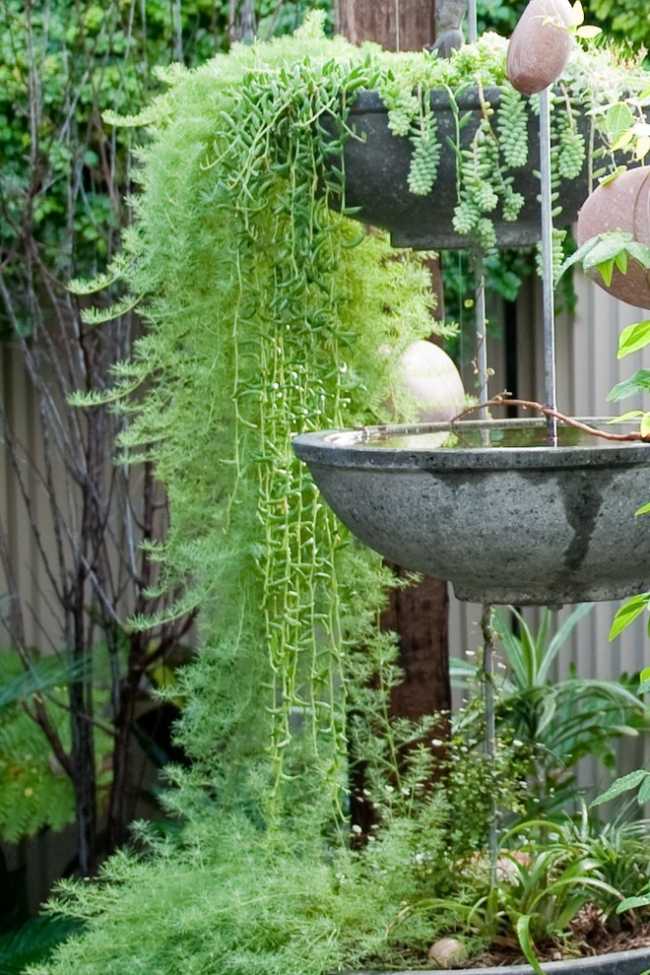 Vertikal trädgård design-vatten fontän fåglar locka idéer