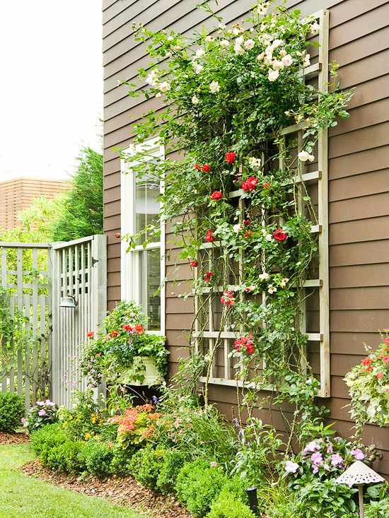 vertikala trädgårdar fasad klättring ställningar klättring rosor