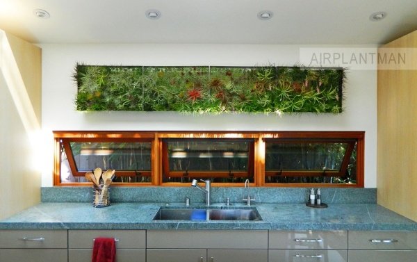 airplantman joshrosen vertikal mini trädgårdar inomhus kök