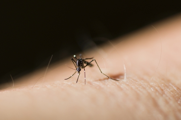 Viral meningit i Spanien på grund av myggbett