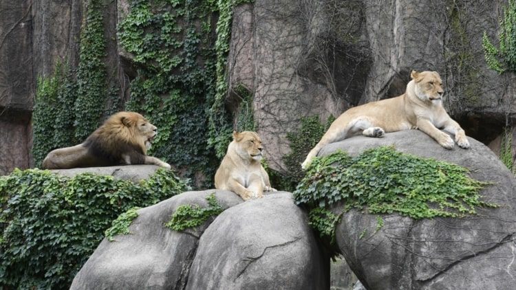 Besök zoo och djurpark med levande kameror trots lockdown eller i dåligt väder