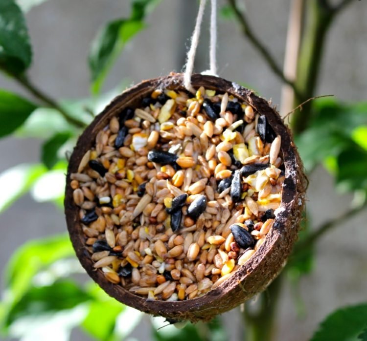 Gör fågelmat själv med kokosolja från Palmin och ingredienser för mjukmatätare och spannmålsätare