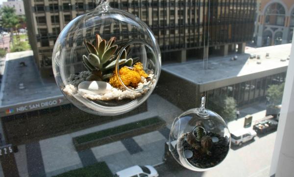 hängande växter saftiga terrarium glas blomkruka idéer grönare