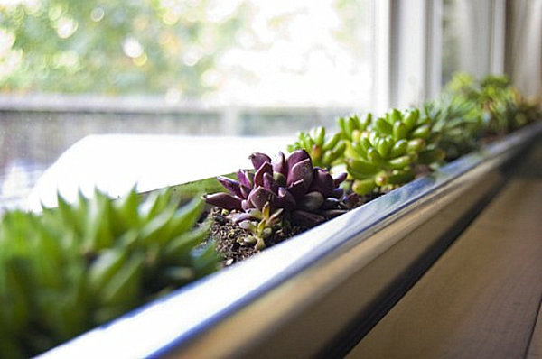 Gröna fönstergröna miljövänliga inomhusidéer med saftiga växtkrukor