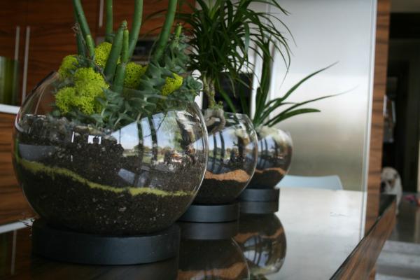 miljövänlig design deco terrarium-plantering-idéer