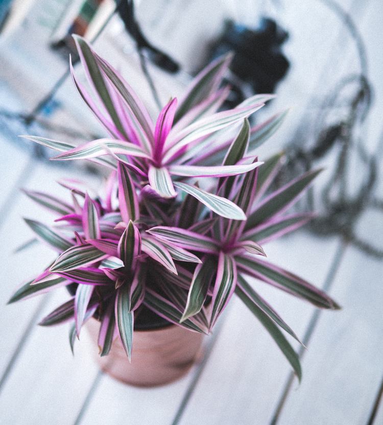 Lila blad tremastad blomma Tradescantia Spathacea