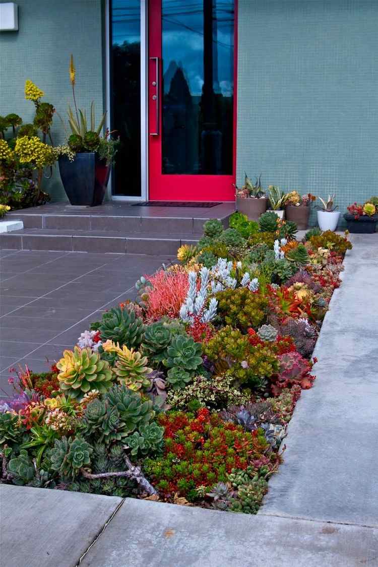 Design-fram-gården-lättskött-succulenter-olika-typer-färger