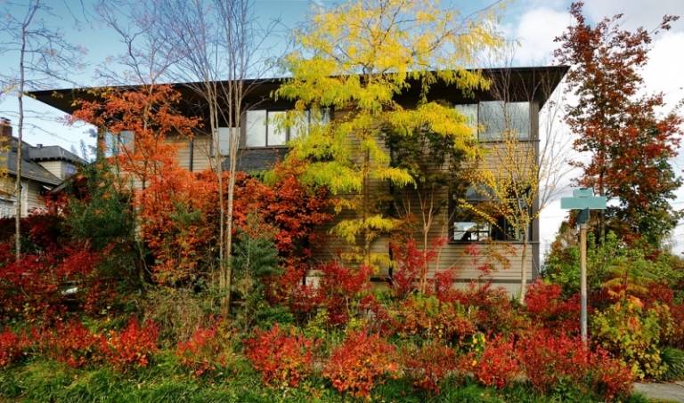 Fram-trädgård-design-ginko-biloba-träd-hus-fasad