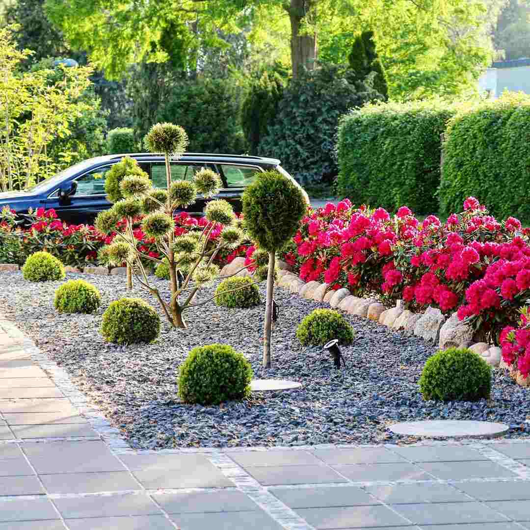 Framträdgård moderna boxwoodbollar träiga växter rododendron skifferflis