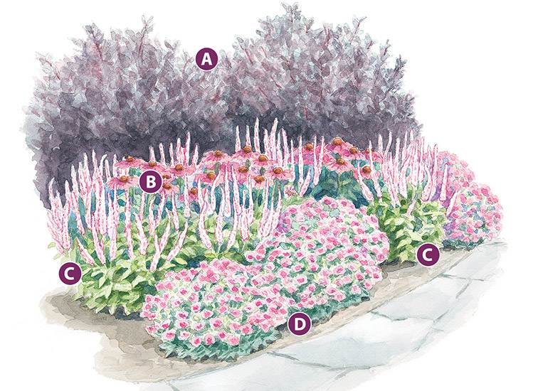 Designa trädgården i rosa perenner för ett soligt läge