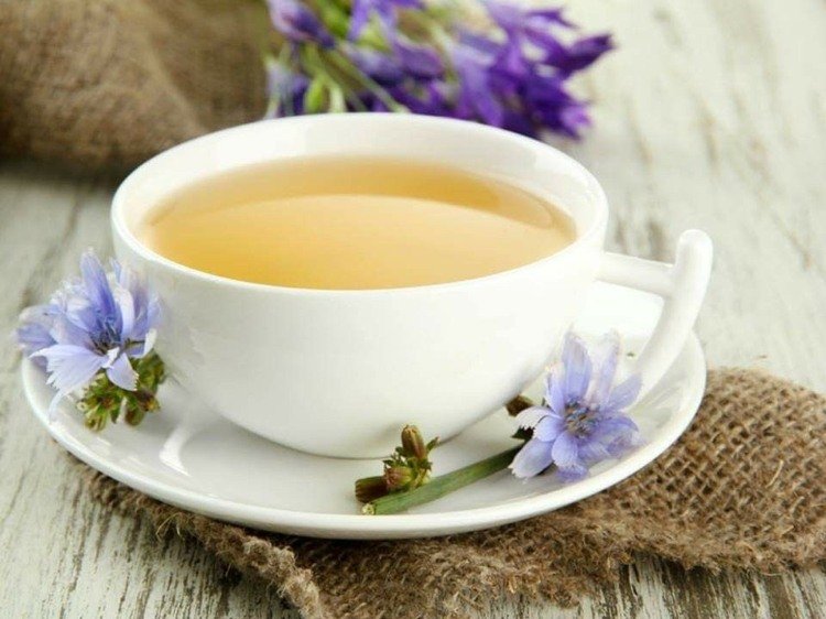 Fördelar med cikoria rot effekter av cikoria te