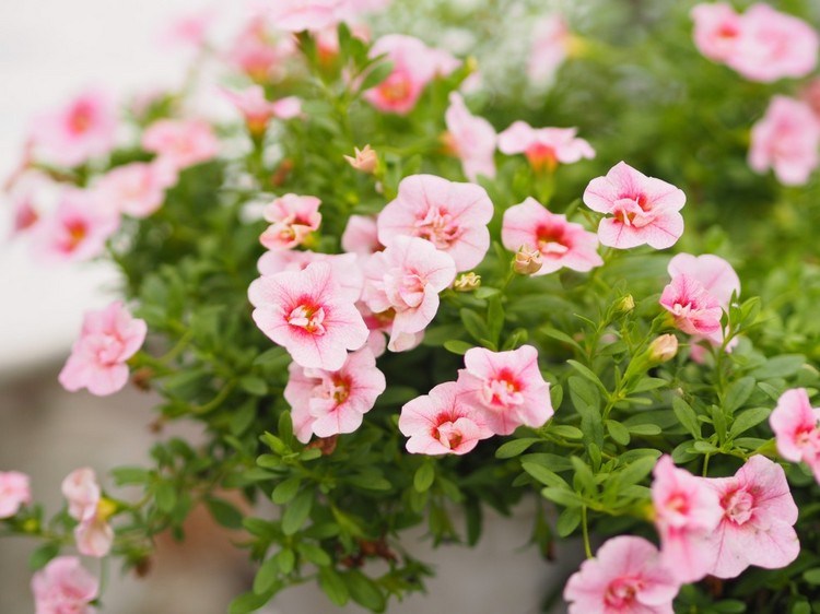 Petunior för skugga för trädgården och balkongsorten Pink Passion