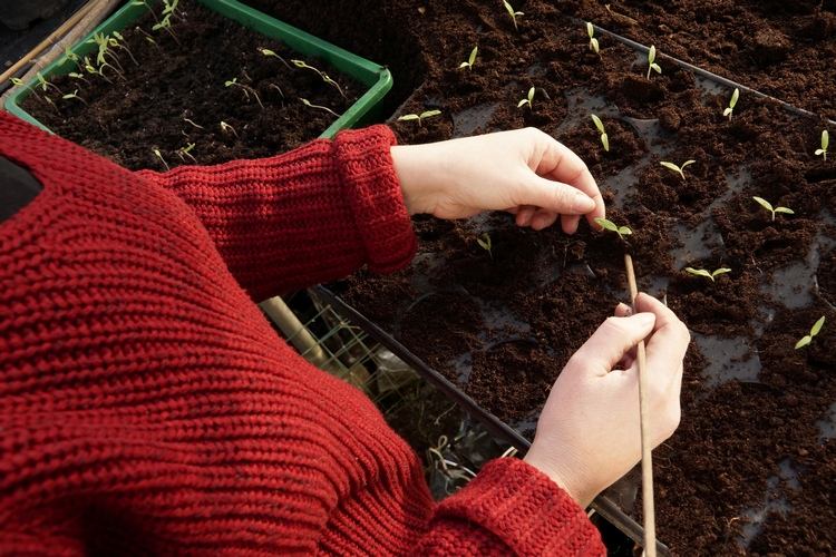 Separera plantor för att förbättra tillväxten