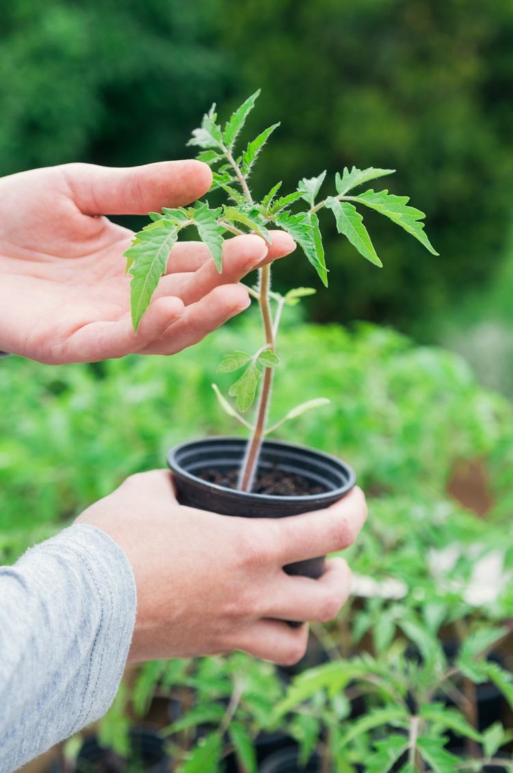 Härda av plantorna innan du transplanterar dem i fältet