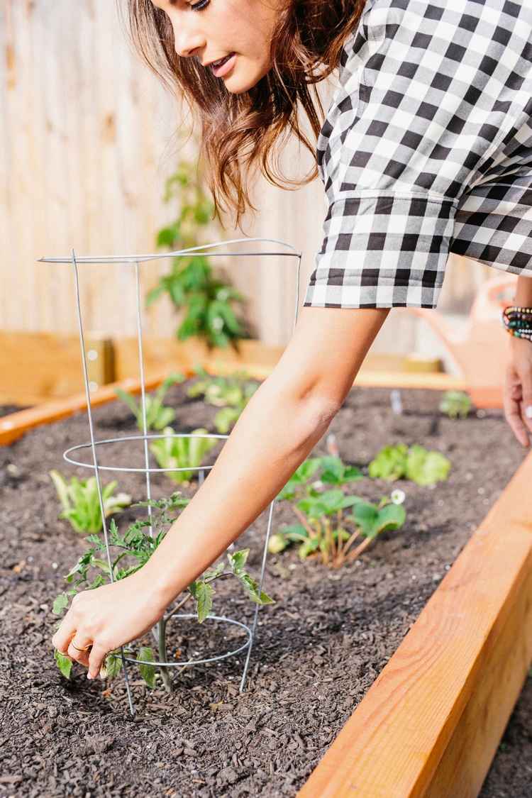 Plantera tomatplantor i höghöjden