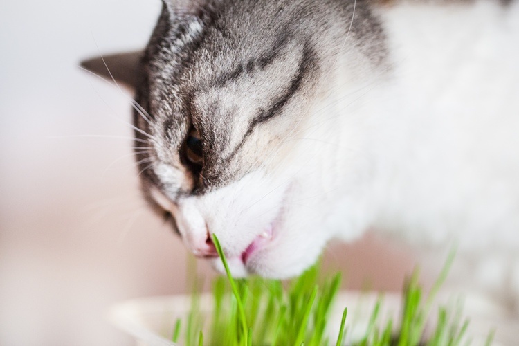 katter gillar att äta färskt grönt