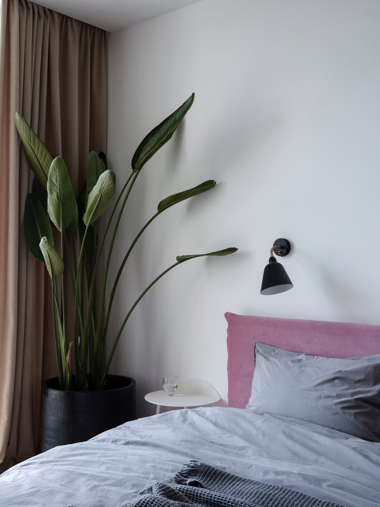 rosa sammet sänggavel grå sängkläder vit väggfärg beige gardin stor krukväxt