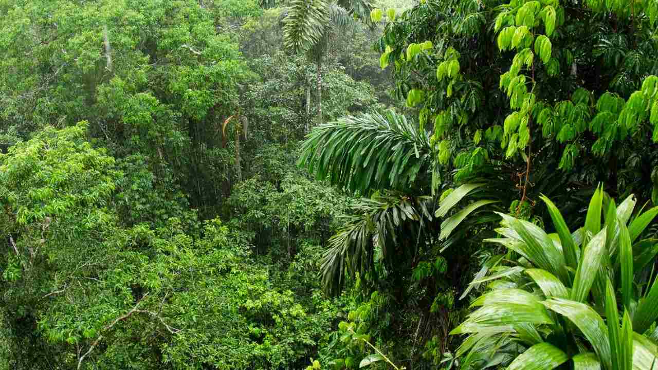 Den atmosfäriska forskaren Scott Denning motbevisar den populära tesen om regnskogen i Sydamerika