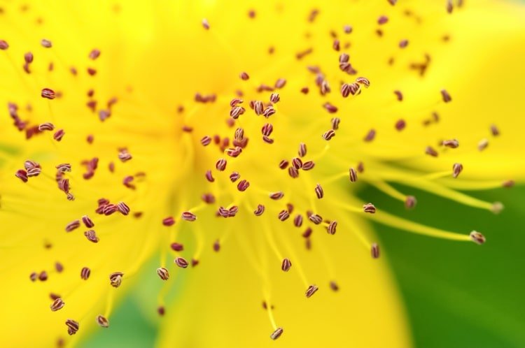Pollen orsakar förkylning, hosta och klåda