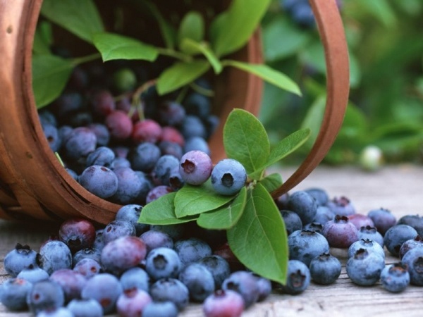 äta blåbär för influensa och förkylning av antioxidanter