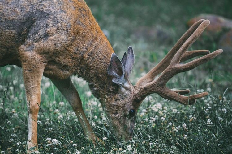 Dofter lockar naturligt myskdjur