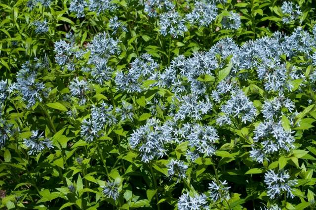 växter amsonia sort sorter blå blommor vackra
