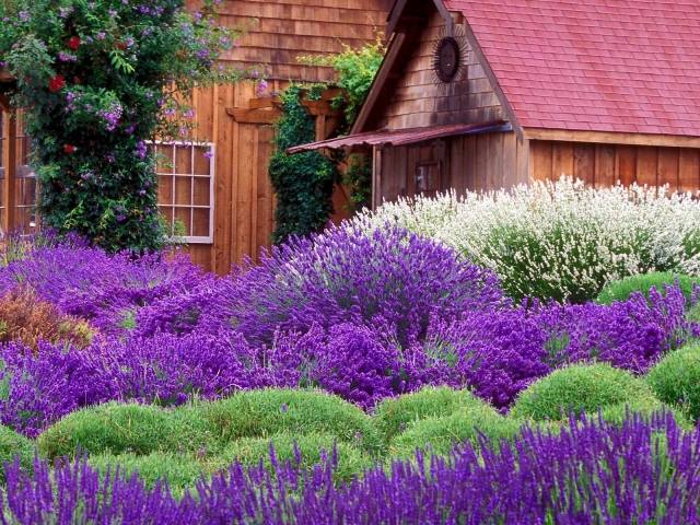 trädgårdsväxter lavendel lila färg förtrollande doft