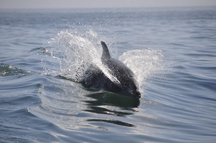 vad-är-bionik-modell-natur-delfin-nos-höghastighets-låg-energiförbrukning