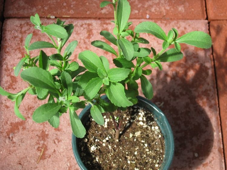 Stevia rebaudiana växt i en kruka