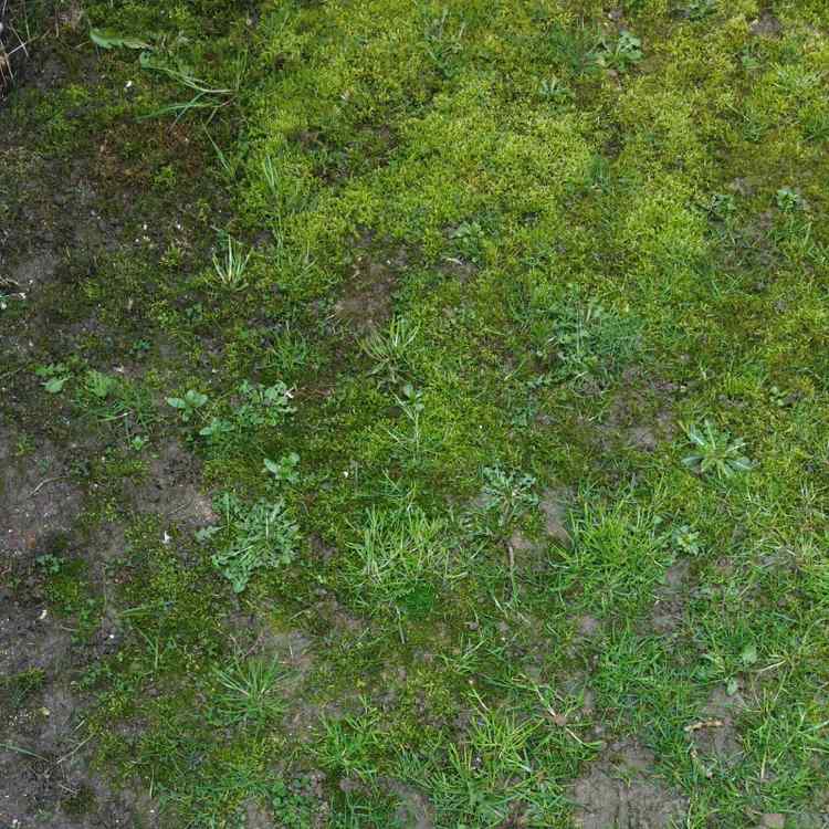 mulching-gräsmatta-mot-mossa-förbättra-jorden-kvaliteten