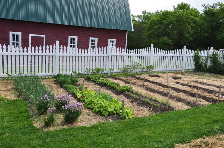 grönsaks-trädgård-sängar-halm-mulching-förbättra-jorden