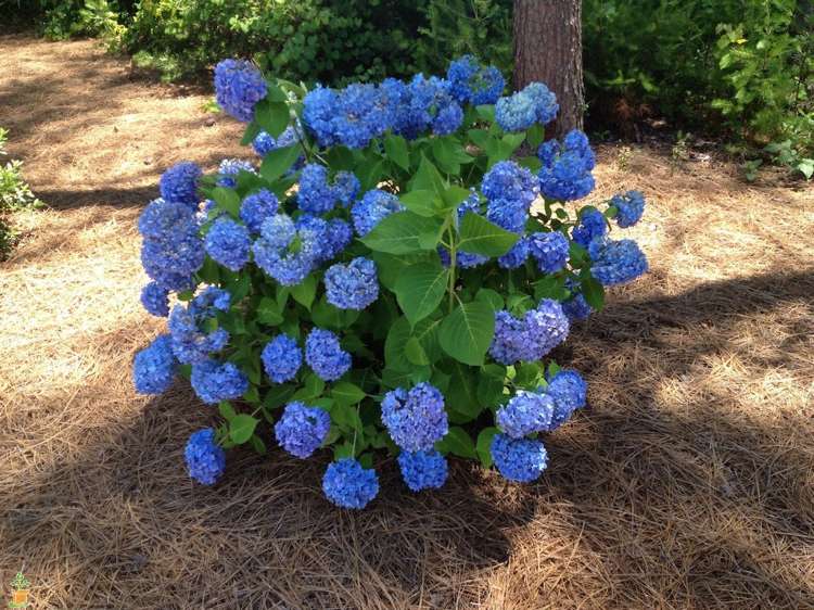 hortensior-mulcher-tall-nålar-sur-jord-kärlek-blå