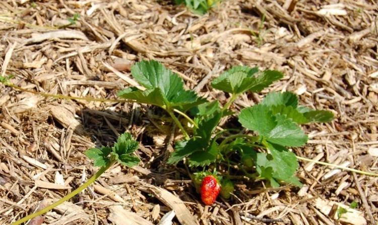 jordgubbar-mulching-halm-jord-torr-frukt-ren