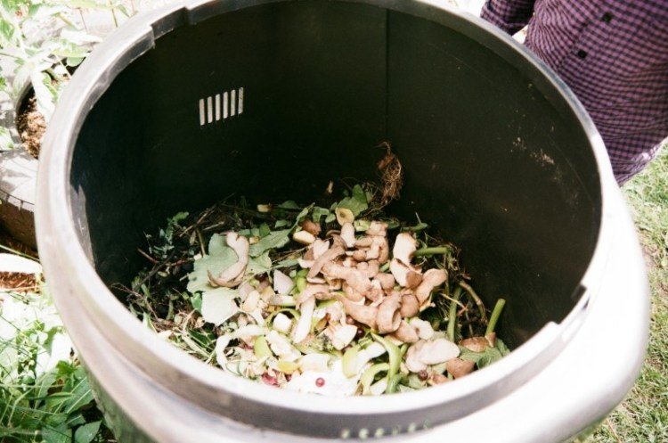 Kompostera ordentligt och gör något åt ​​maddiker i den organiska avfallsbehållaren