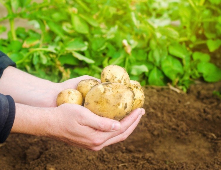Plantera potatis i augusti Tips för sena grönsaker