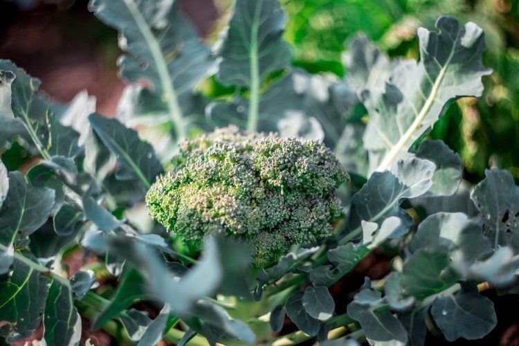 Vilka grönsaker att plantera under broccolivården på sensommaren