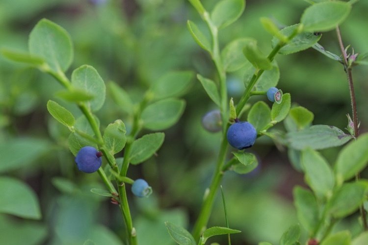 Vilken frukt planterar blåbär på sensommaren