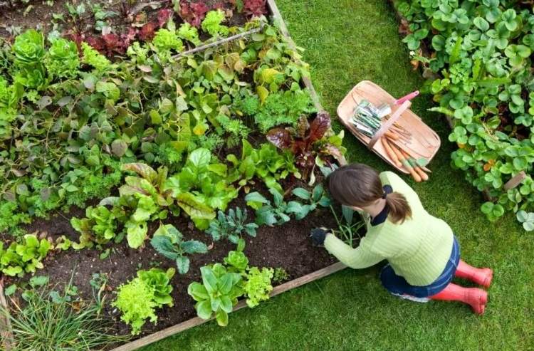 Plantera grönsaksträdgården på sensommaren och plantera om