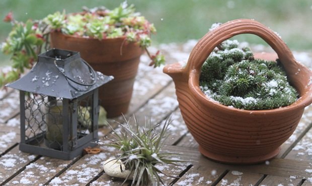 växter trädgård i vinter snö ljuslyktor