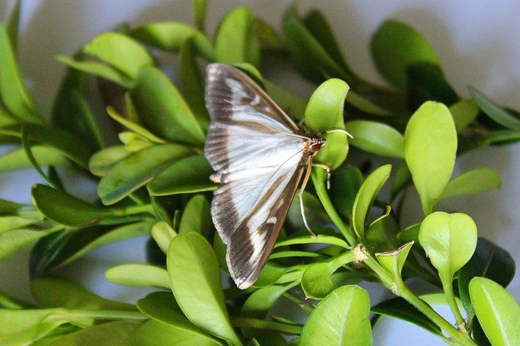 Boxwood sjukdomar Boxwood Moth Moth