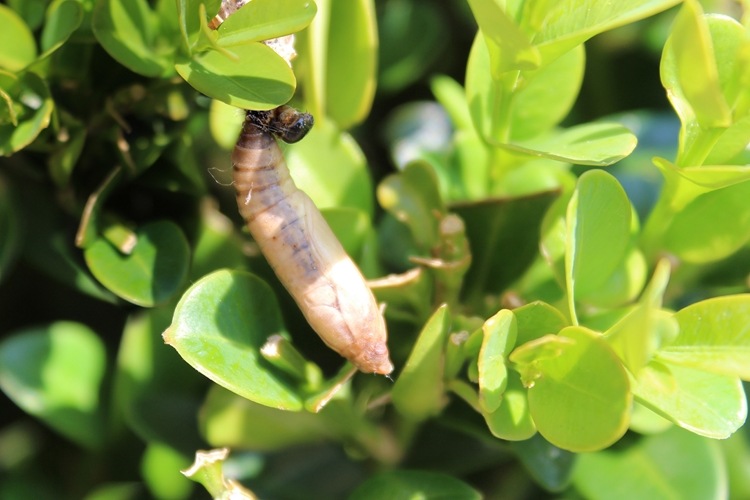Box tree moth control larv förhindrar förökning