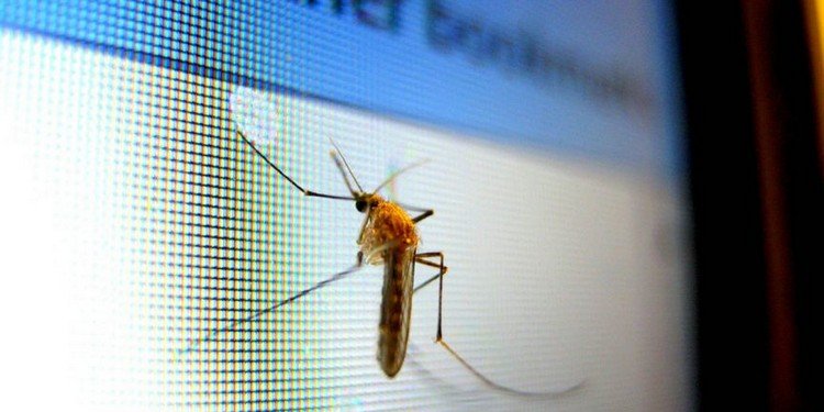 Vad ska man göra mot mygg på natten hur man hittar den irriterande myggan