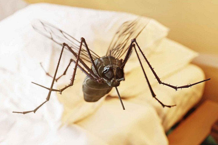 Vad ska jag göra för att bli av med mygg i sovrummet