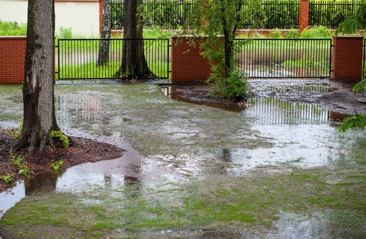 Trädgård under vatten - Vad man ska göra mot översvämning av gräsmattor och rabatter