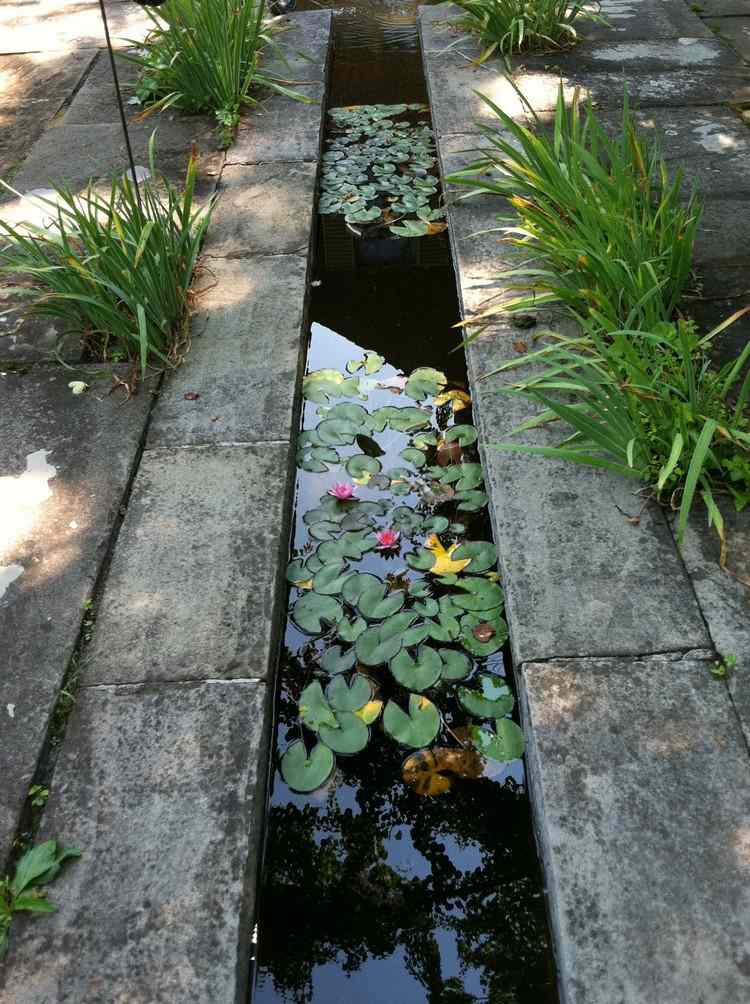 vatten-trädgård-ravin-vatten-lilja-plantering-blommor-blad
