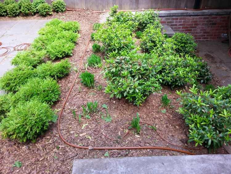 vattenbesparande-trädgård-torr-växt-bevattning-system
