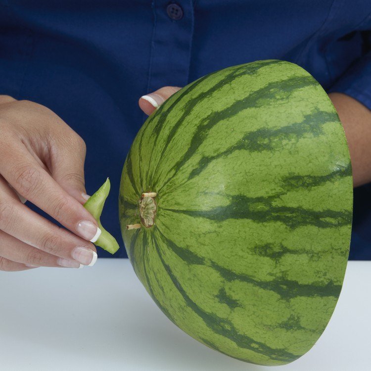 vattenmelon-carving-selleri-lock-handtag-fäst-tandpetare