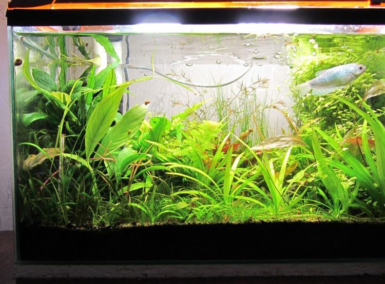 Vattenväxter för akvariet djungel känsla 240 liters kärl
