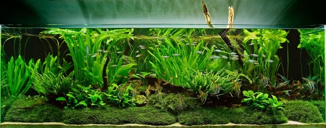 akvarium-tall-glas-växt-fisk-tank